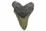 Serrated, Fossil Megalodon Tooth - North Carolina #345656-1